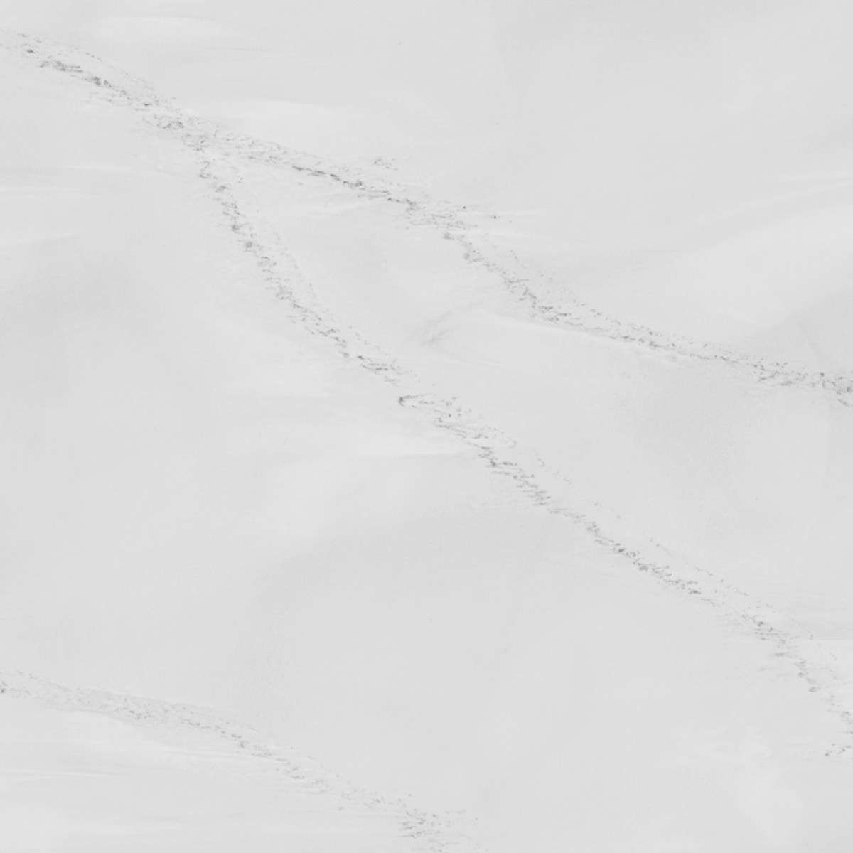 Venato Blanc